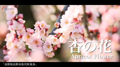 4K)あんずの花と北アルプス〜長野県長野市松代町〜