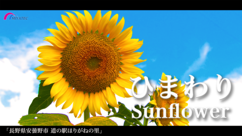 4K）夏空の下 元気に咲くひまわり〜長野県安曇野市〜