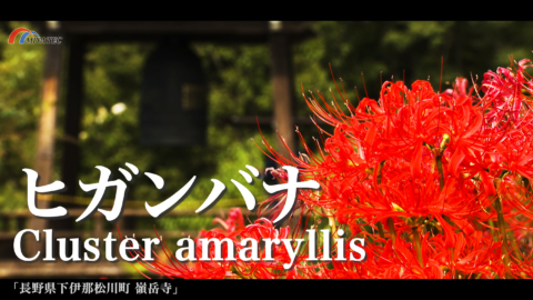 4K）嶺岳寺のヒガンバナ〜長野県松川町〜