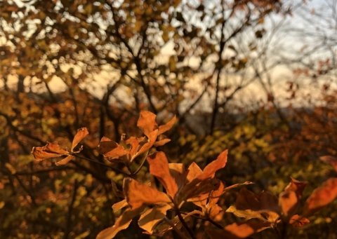 長野県佐久市と群馬県下仁田町の境にある荒船山へロケに行ってきました