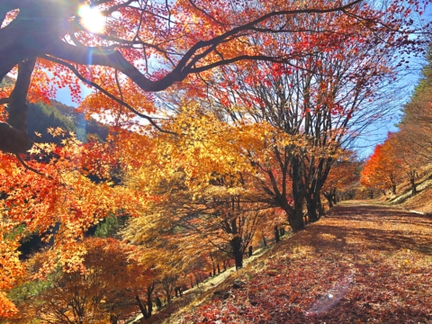 長野県箕輪町 もみじ湖（箕輪ダム）の紅葉