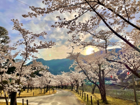 長野県天龍村に春が来た！🌸