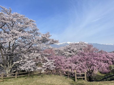 長野県中川村・大草城址公園の桜