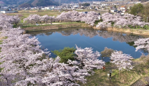 長野県千曲市・治田公園の桜