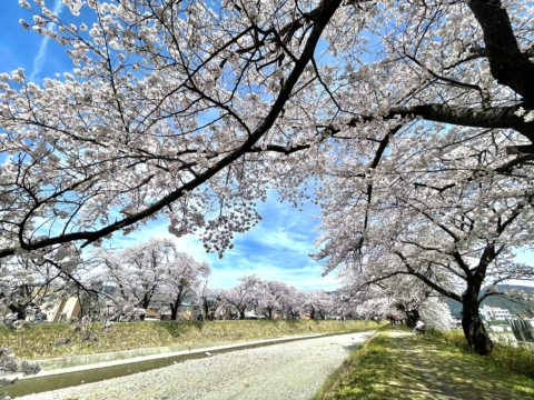 長野県岡谷市の横河川堤防の桜並木